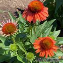Afbeelding van VP Echinacea P19 Orange